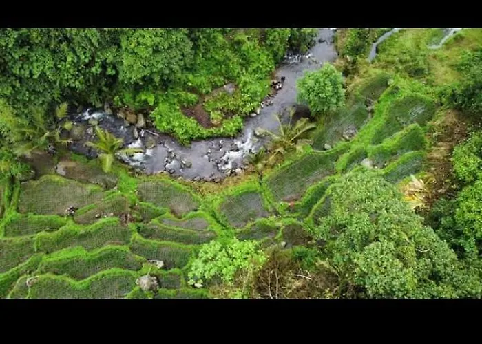 Bali Jungle *