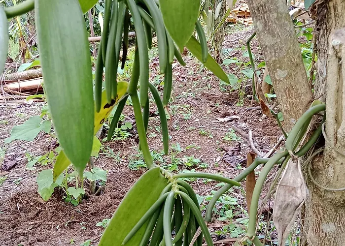 Villa Bali Jungle